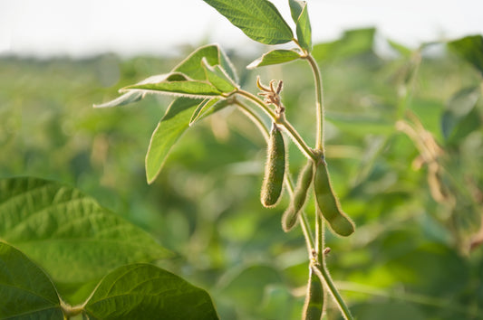 Nutrient Management in Soybeans: A Focus on Nodulation and Biological Nitrogen Fixation
