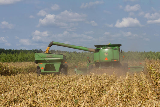 Get Ready for the Maize Planting Season: 11 Step Guide