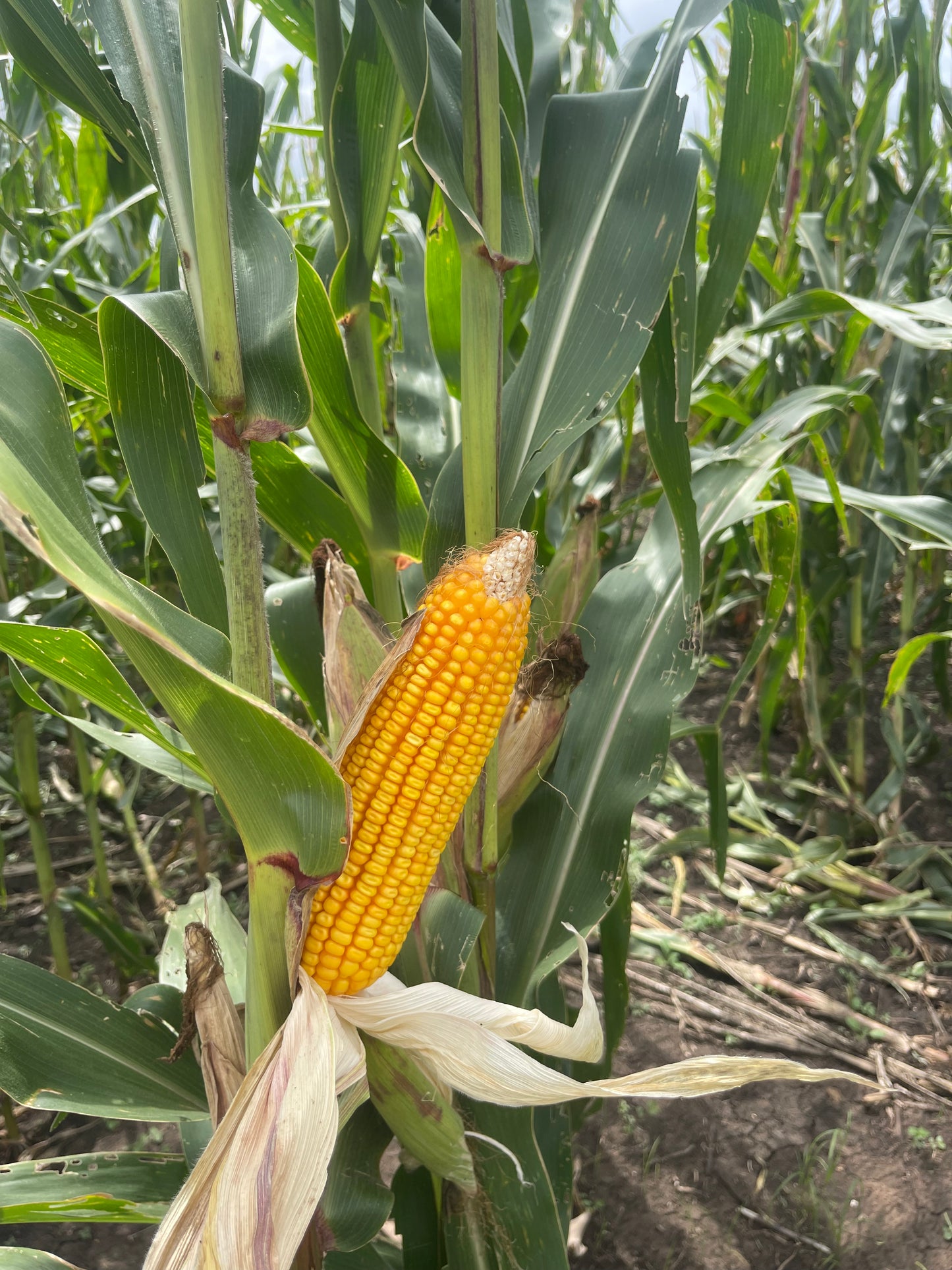 PAN 5A-190 YELLOW MAIZE