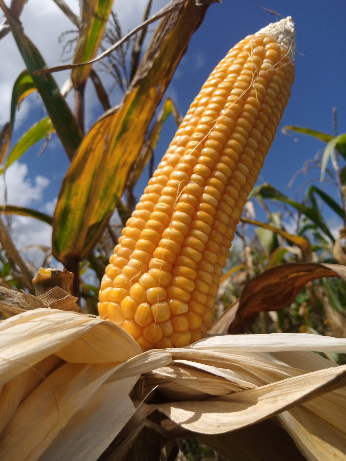 PAN 5R-582R YELLOW MAIZE