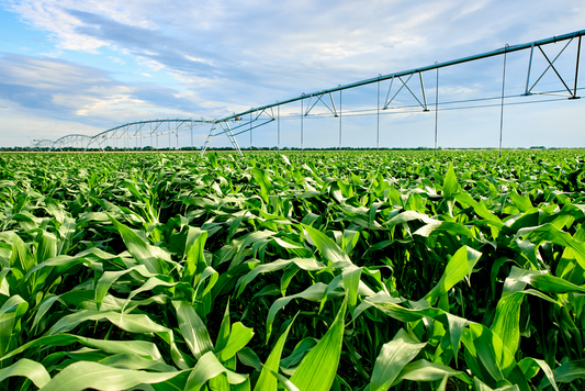 The Key to Successful Maize Production: Understanding GM vs Non-GM Maize