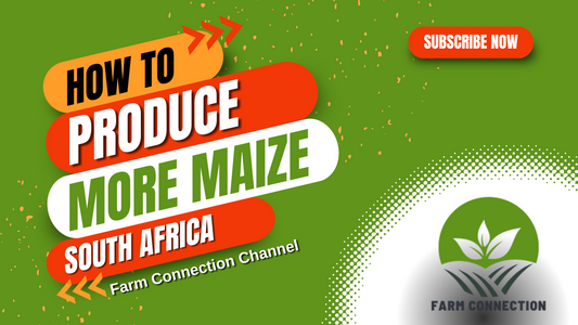 Quick Guide to Producing Maize in South Africa