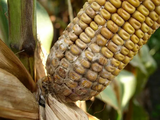 Diplodia Ear Rot in Some Parts of South Africa – What Farmers Need to Know