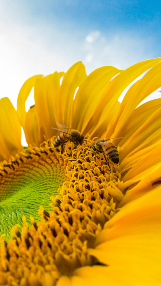 Essential Guide to Sunflower Production in South Africa