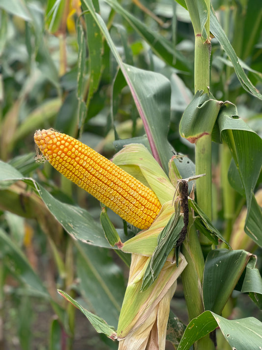 PAN 4R-538R YELLOW MAIZE