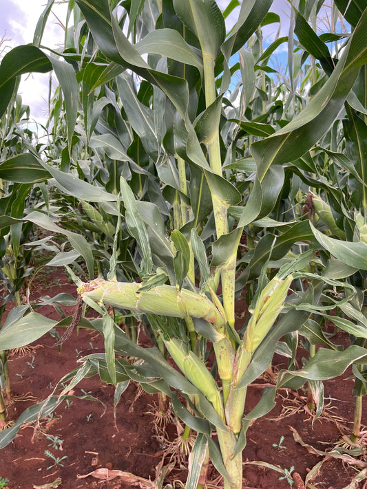 PAN 5285 White Maize