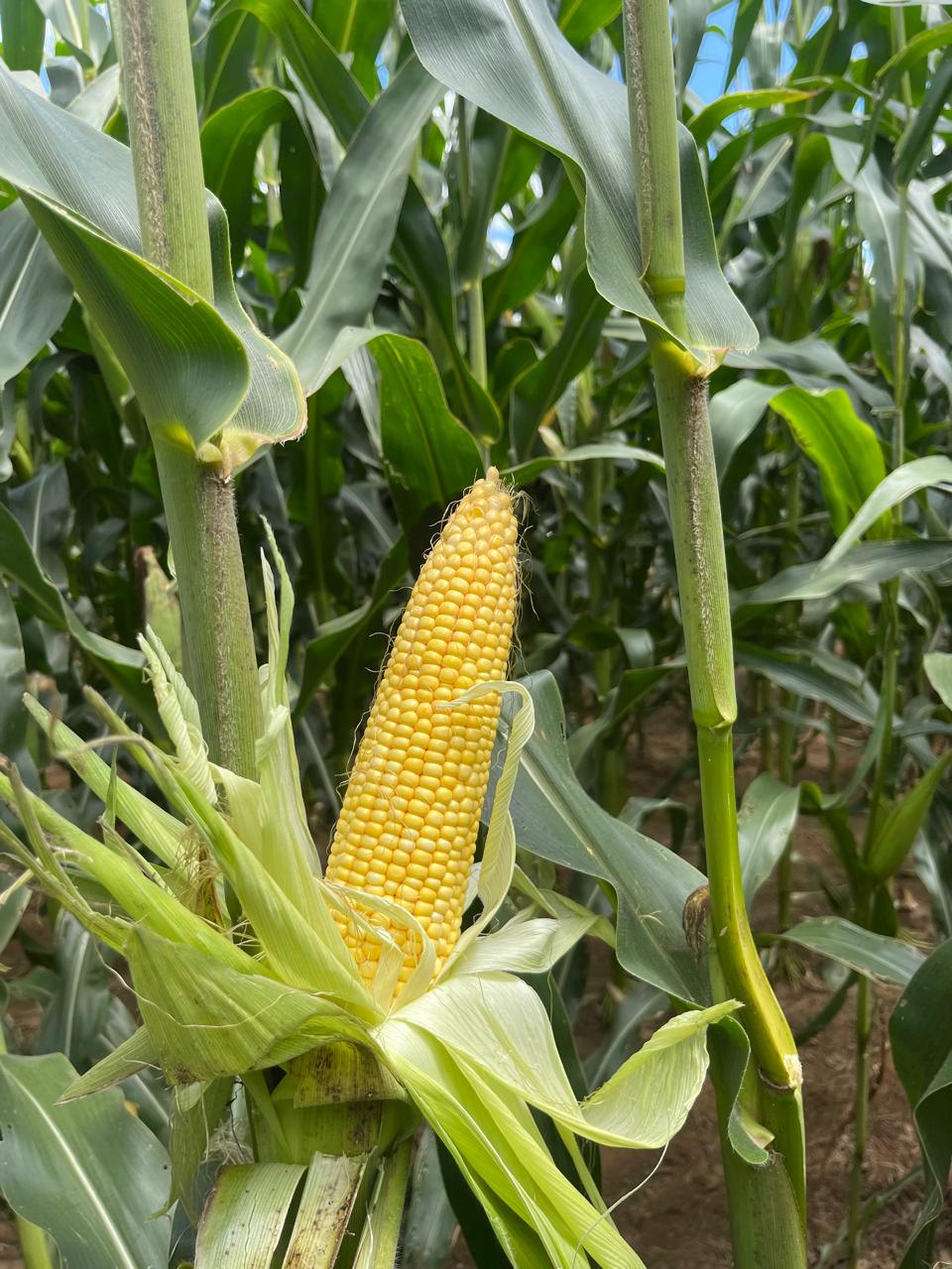 PAN 4A-152 YELLOW MAIZE (NEW)