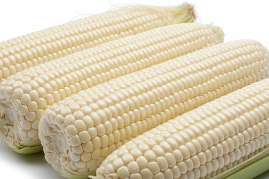 white maize with big cobs